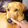 Joey The Labrador
