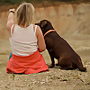 Labrador Retriever Thea