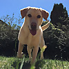 Bella The Labrador