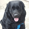 Frodo - The black labrador