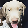 Toronto Labrador Puppies
