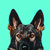 Jade The Sable GSD