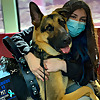 German Shepherd Service dog