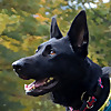Char-Wills German Shepherd Rescue