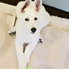 Mallow white german shepherd