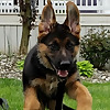 Watchman German Shepherds