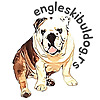 Rabl the English Bulldog