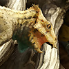BRIAN ENGH PALEOART