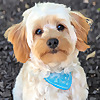 Yorkie Poo Piper