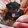 Adventures of Paco the yorkie