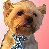 Taz The Yorkie