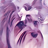 Keta the Parti Yorkshire Terrier