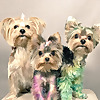ThoseYorkiesx3