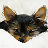 Bindi The Yorkie