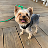 Teddy the tiny terrier TM