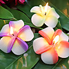 Homemade Candles Making by Mee Sirikarn