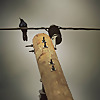 Quibling TarotCast