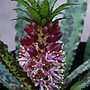 Kirkstone Botanica