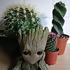 Crazy Cactus Collector