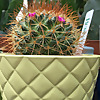 Pleasant Prickles