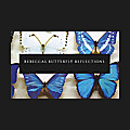 Rebeccas Butterfly Reflections