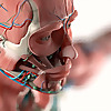 Anatomy Sessions