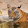 Tigers In the Wild