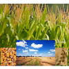 Illinois Agronomy Roundup