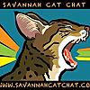 Savannah Cat Chat