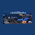 Cichlidaholics Forum 