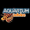 Aquarium Advice » Cichlid Discussion