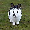 My Rabbit Family Blog