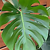 Cropley's Garden Center Blog
