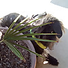 Buckey dog games Palm Trees