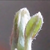 NellStreenursery