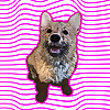 Muddy Corgi