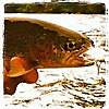 The Caddis Fly | Oregon Fly Fishing Blog