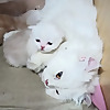 cat vlogs