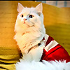 Cat videos