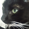 Meowgoblins: Cat Videos