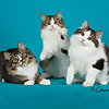 The Siberian Cat Lady