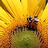 The Garden Buzz &raquo; Container Gardening