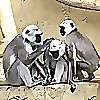 The Chatty Chimp