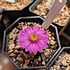 Trex Plants Blog &raquo; Cacti