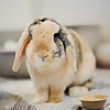 Emerald City Rabbitry Blog