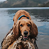 Woof Wag Walk