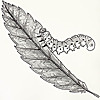 UMD Entomology News