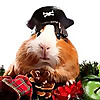 Squeaks and Nibbles » Hamster