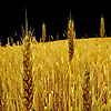 Elk River Baptist Church Blog