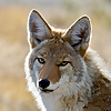 Wildlife Biology